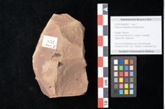 Foto (Objekt + Etikett) von Quercus palaeoilex Ettingshausen (NHMW-GEO-2024-0188-0832)